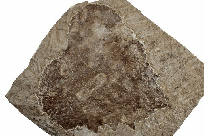 Fossil Sycamore Leaf (Platanus) - Nebraska #262314